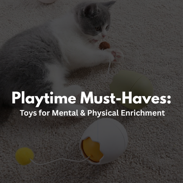Playtime Must-Haves: Toys for Mental & Physical Enrichment