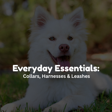 Everyday Essentials: Collars, Harnesses & Leashes