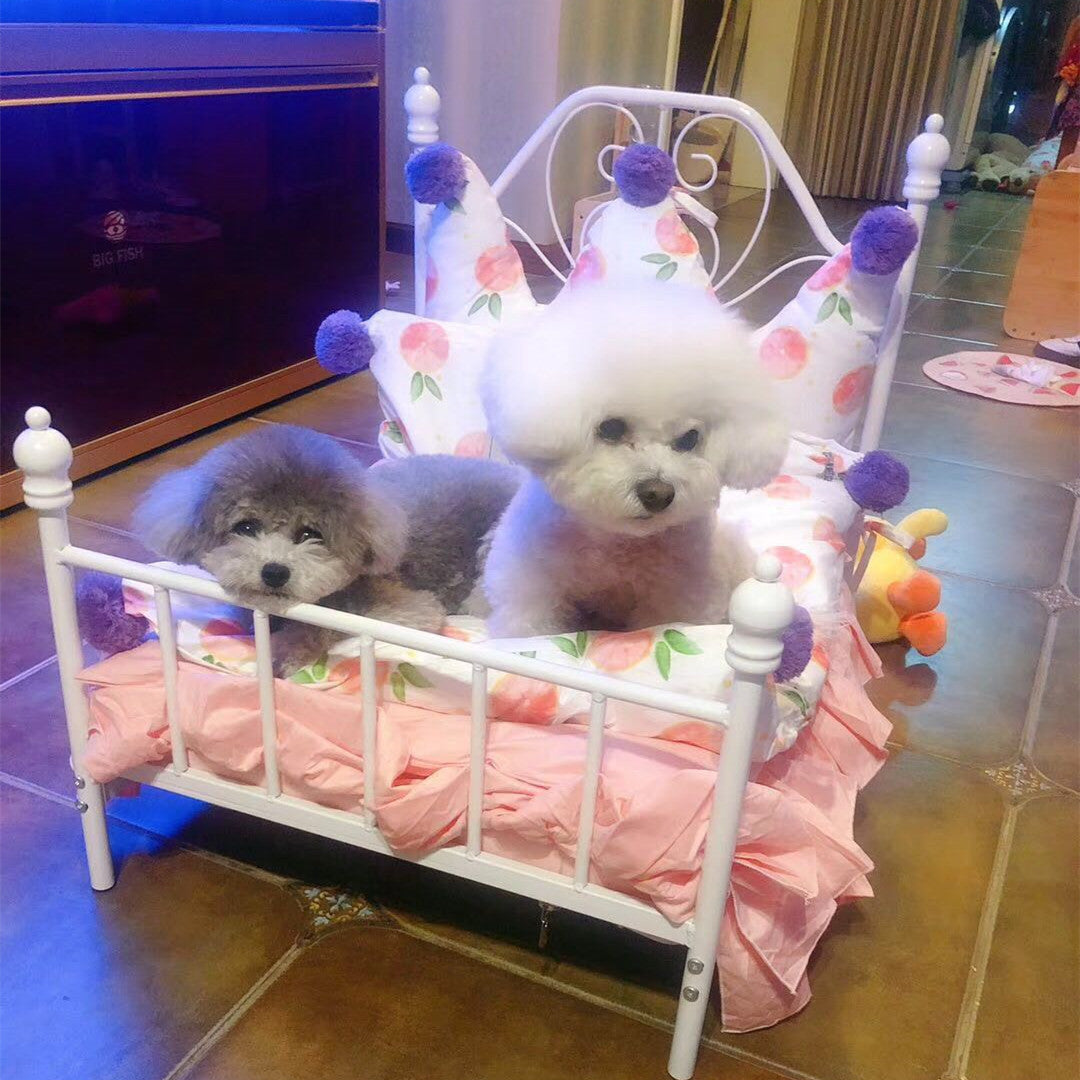 Luxury Iron Frame Pet Bed with Plush Cushion – Cozy Comfort for Small Dogs & Cats